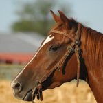 Як коні бачать світ – секрети зору граціозних тварин
