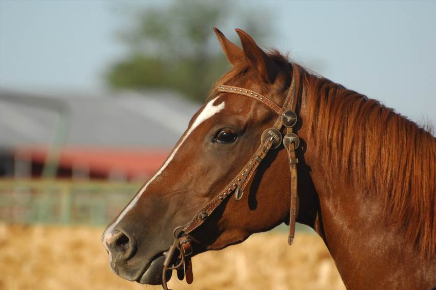 Як коні бачать світ – секрети зору граціозних тварин