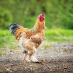 Як брама кури стали символом українського подвір'я