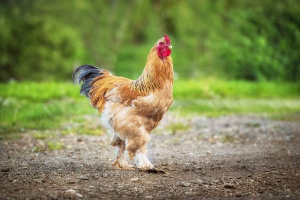 Як брама кури стали символом українського подвір'я