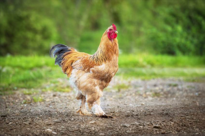 Як брама кури стали символом українського подвір'я