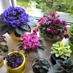 Як правильно поливати фіалки щоб вони рясно цвіли вдома