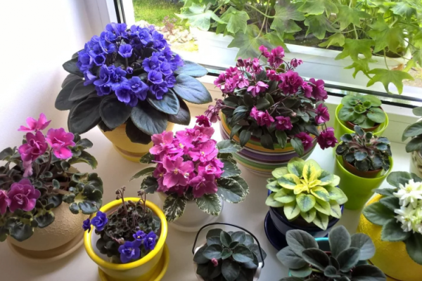 Як правильно поливати фіалки щоб вони рясно цвіли вдома