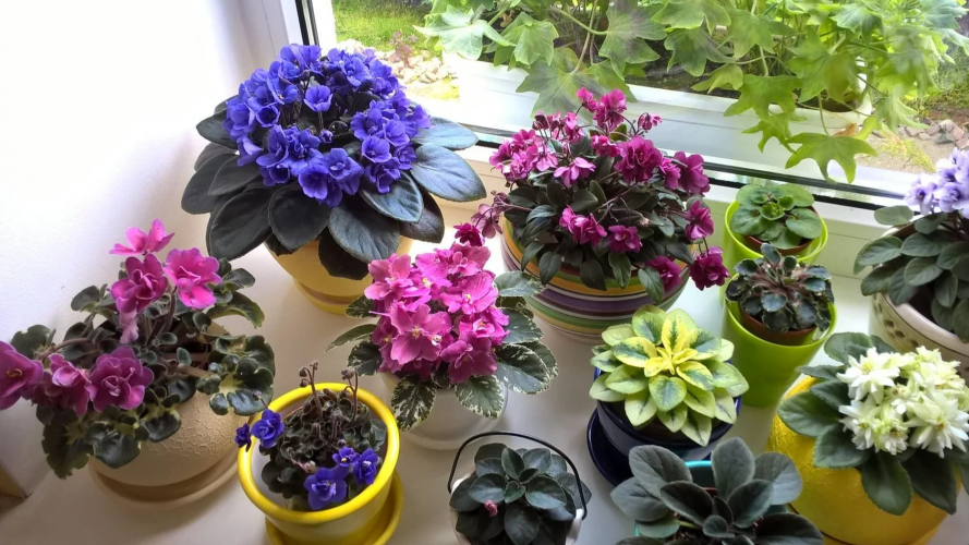Як правильно поливати фіалки щоб вони рясно цвіли вдома