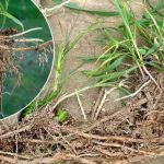 Як вивести пирій з городу раз і назавжди