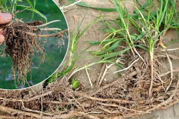 Як вивести пирій з городу раз і назавжди