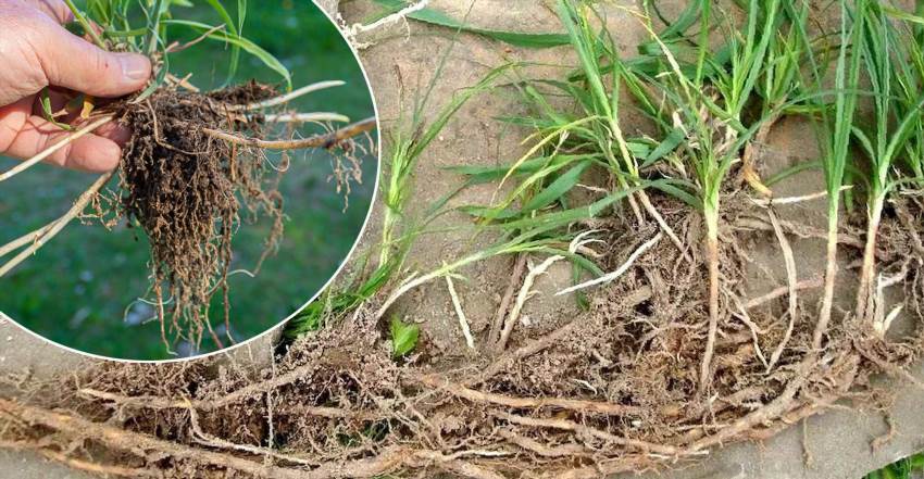 Як вивести пирій з городу раз і назавжди