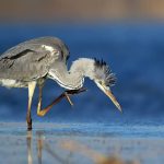 Жаби в природі та на тарілці – хто їх їсть і як готують у світі