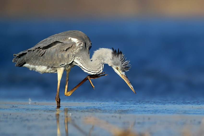 Жаби в природі та на тарілці – хто їх їсть і як готують у світі