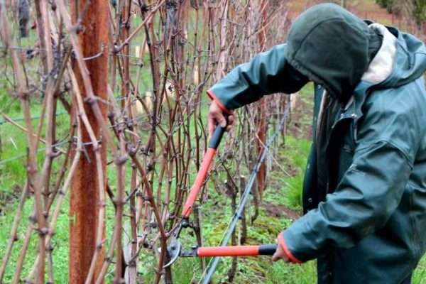 Коли і як правильно обрізати виноград восени