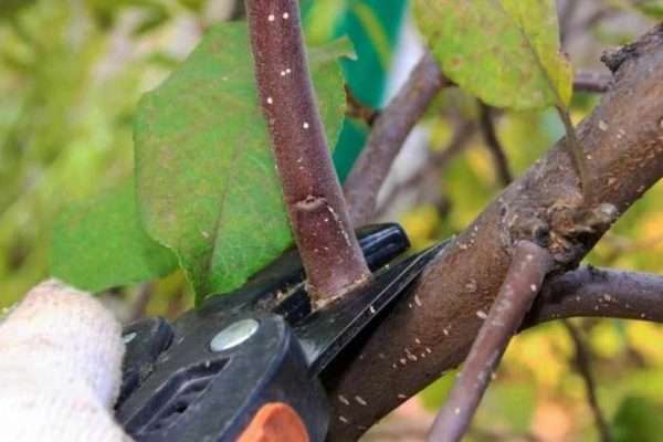 Як правильно обрізати яблуні для щедрого врожаю