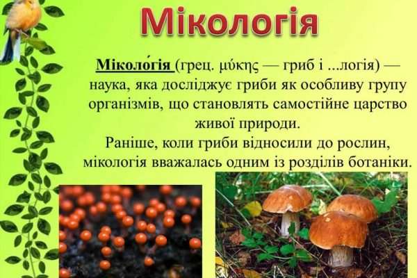 Той хто вивчає гриби: захопливий світ міколога та його відкриття