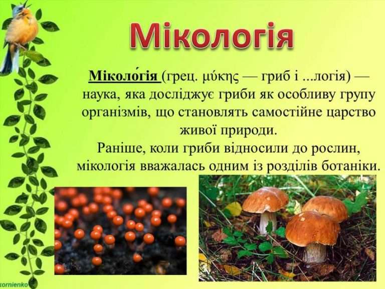 Той хто вивчає гриби: захопливий світ міколога та його відкриття