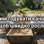 Як правильно годувати качок для міцного здоров'я та швидкого росту