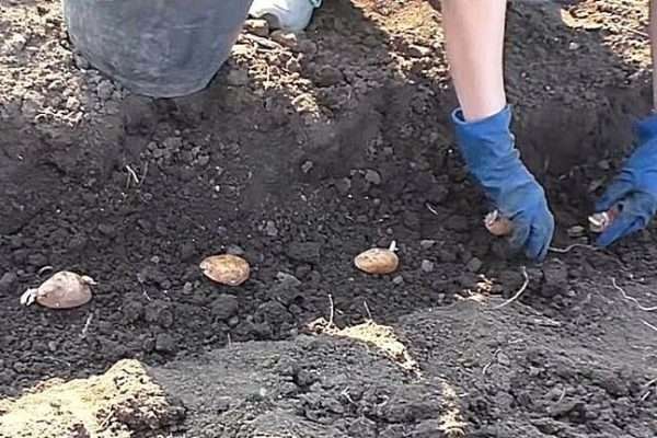 Посадка картоплі: повний гайд з підготовки, методів та догляду