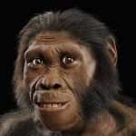 Homo Habilis: Еволюція перших майстрів інструментів