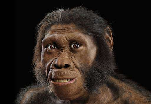 Homo Habilis: Еволюція перших майстрів інструментів