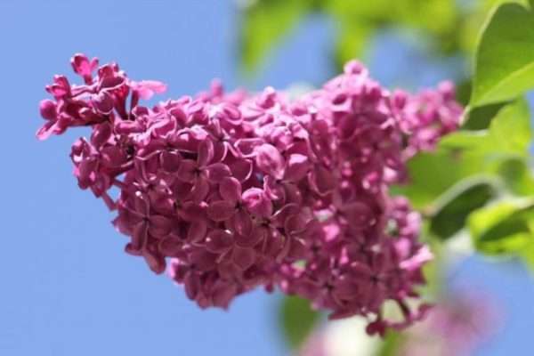 Догляд за бузком: як досягти пишного цвітіння та здорових кущів